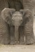 plakaty-elephant-big-ears-3086.jpg