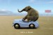 plakaty-elephant-in-car-life-is-beach-7771.jpg